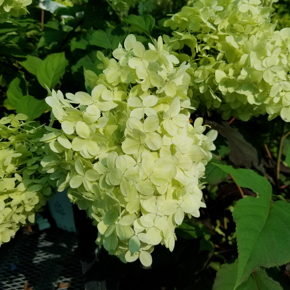Limelight Panicle Hydrangea - Tree Form