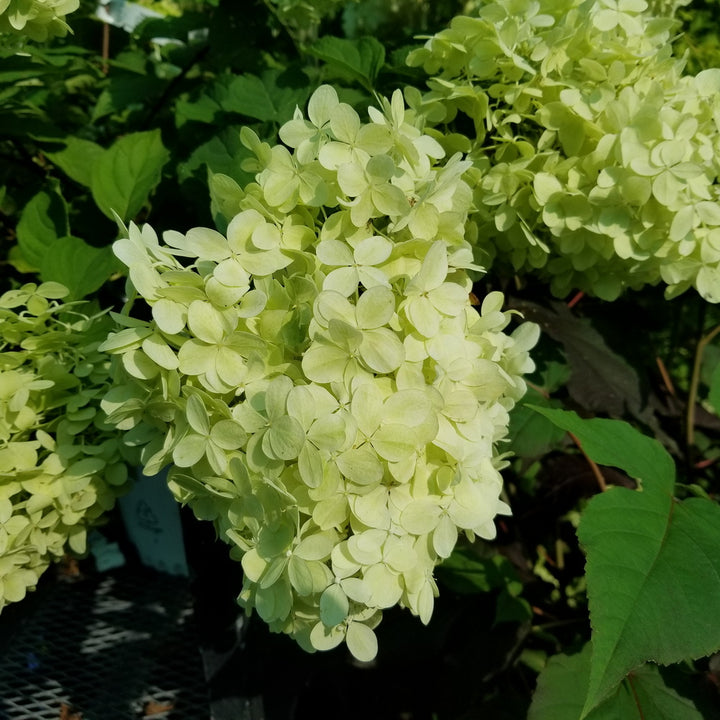 Limelight Panicle Hydrangea - Tree Form