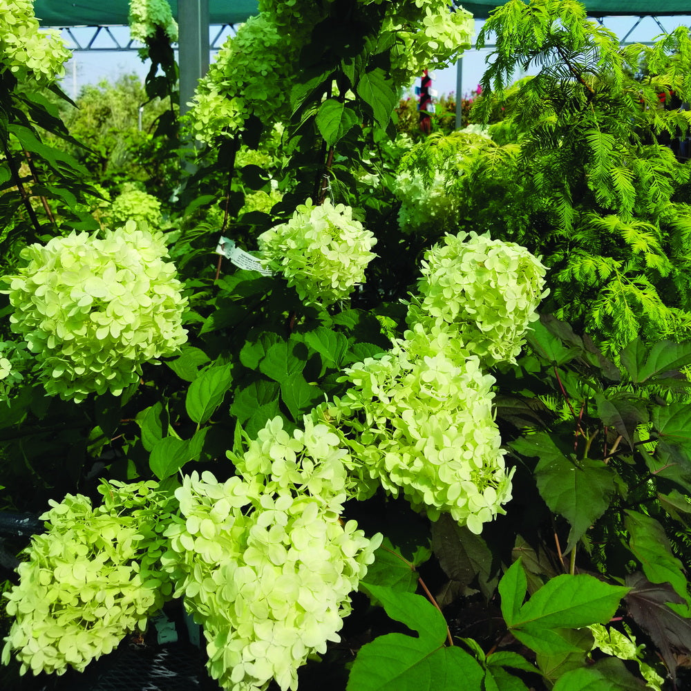 Limelight Panicle Hydrangea - Tree Form
