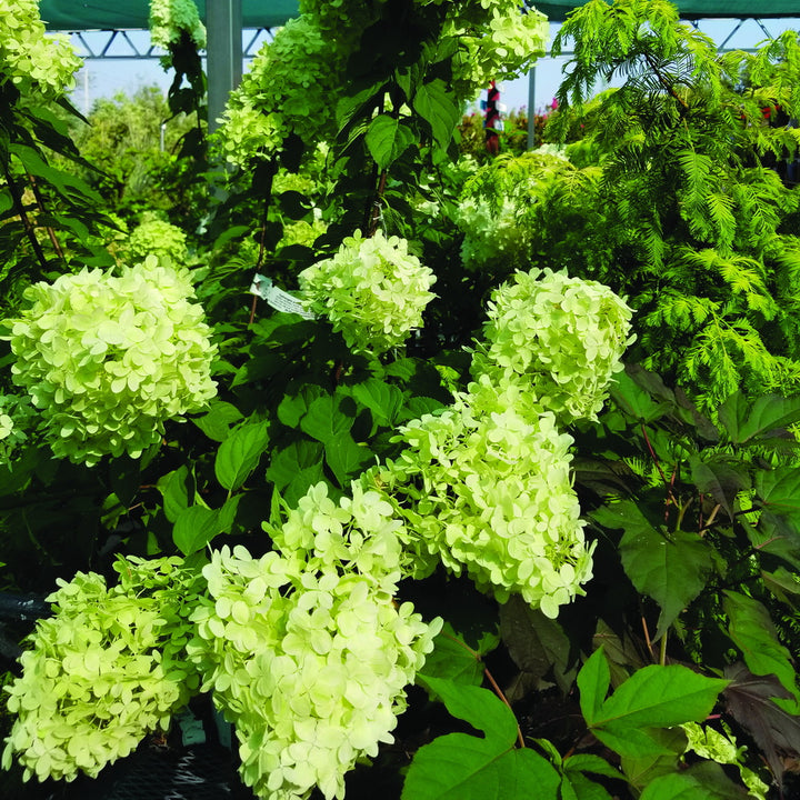 Limelight Panicle Hydrangea - Tree Form