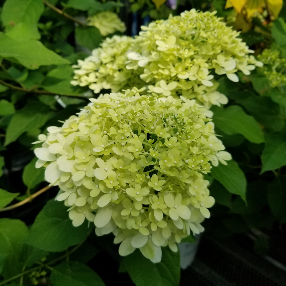 Limelight Panicle Hydrangea - Tree Form