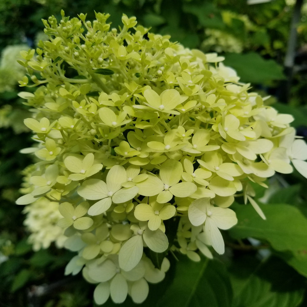 Limelight Panicle Hydrangea - Tree Form