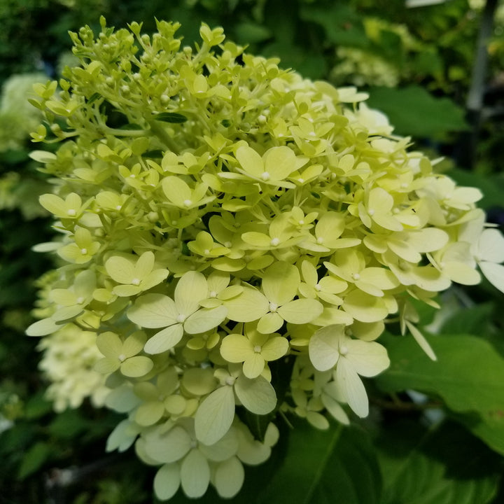 Limelight Panicle Hydrangea - Tree Form