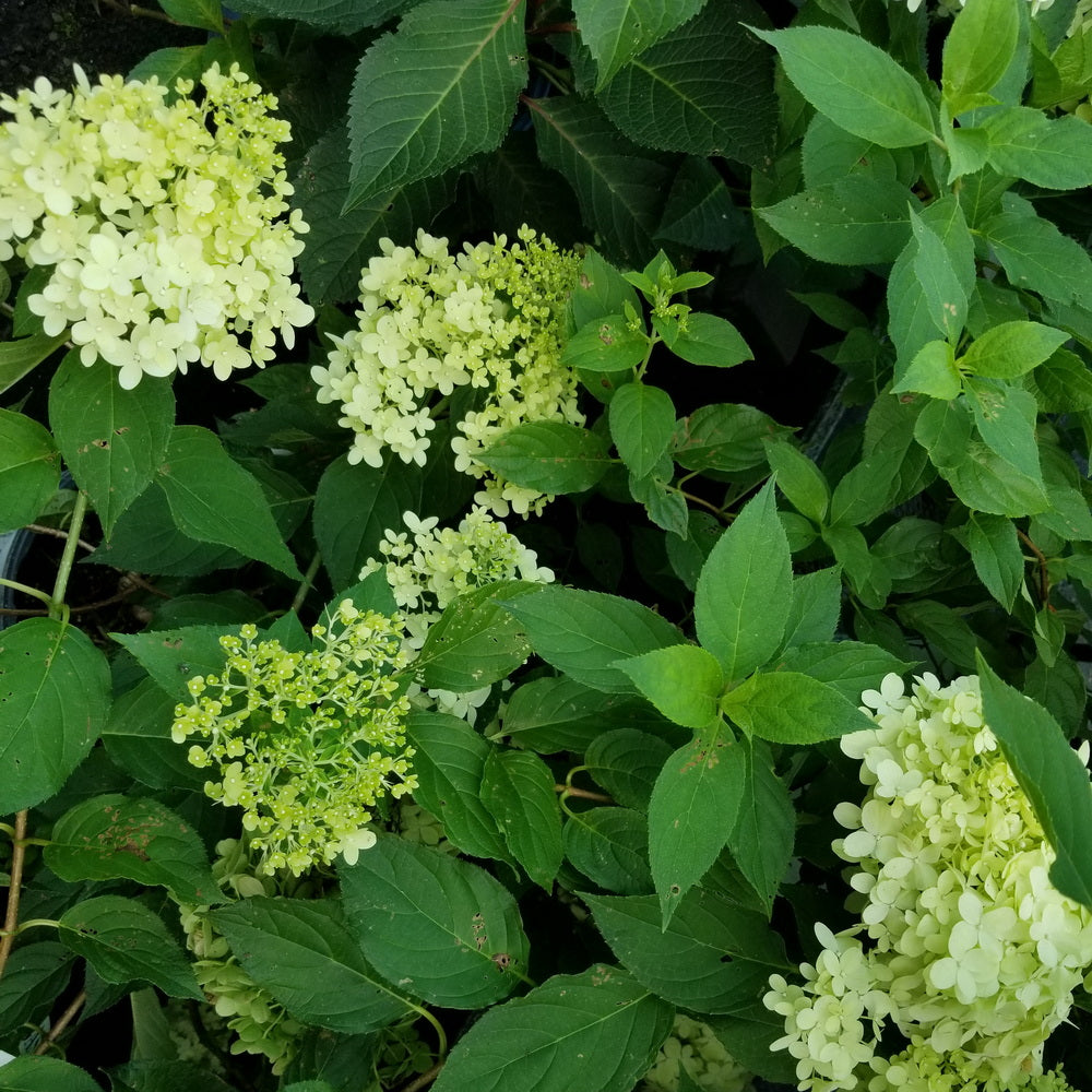 Limelight Panicle Hydrangea - Tree Form