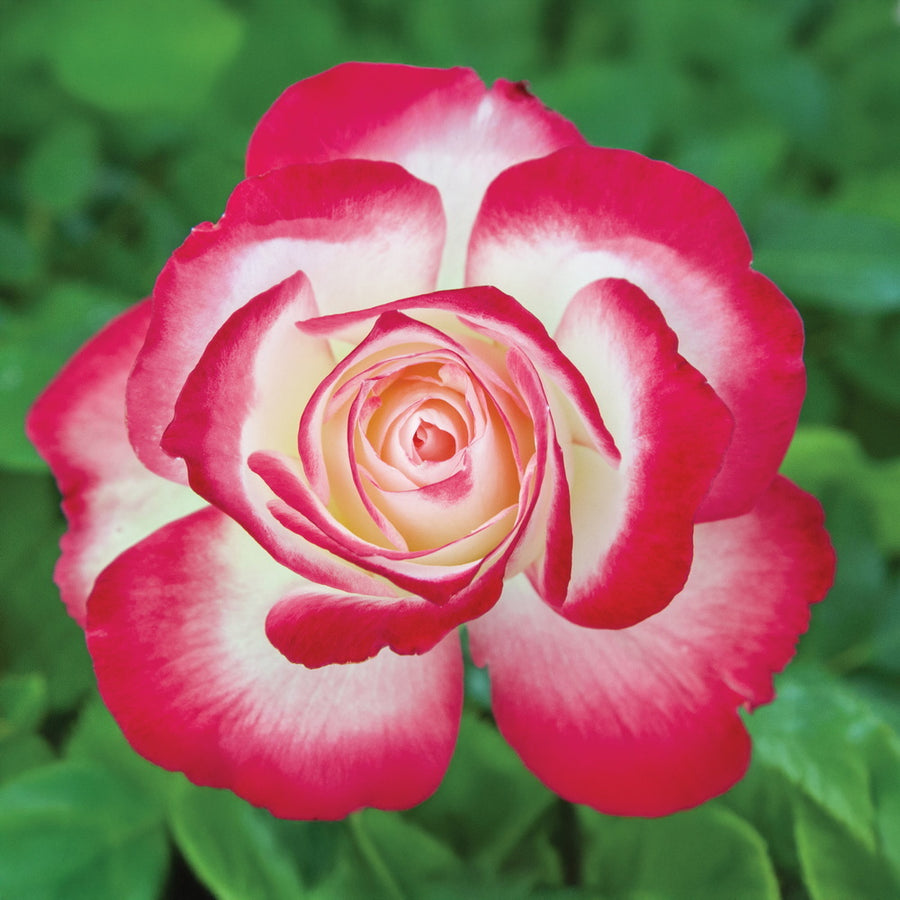 Cherry Parfait™ Rose