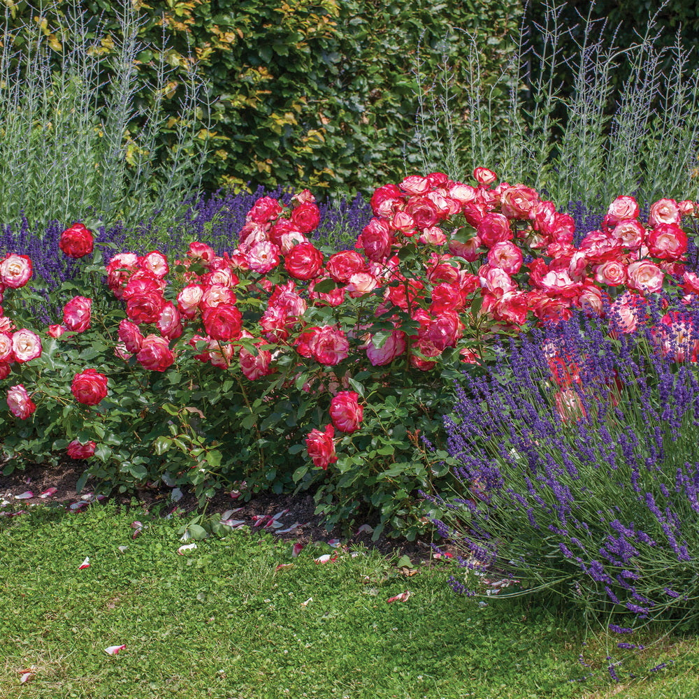 Cherry Parfait™ Rose