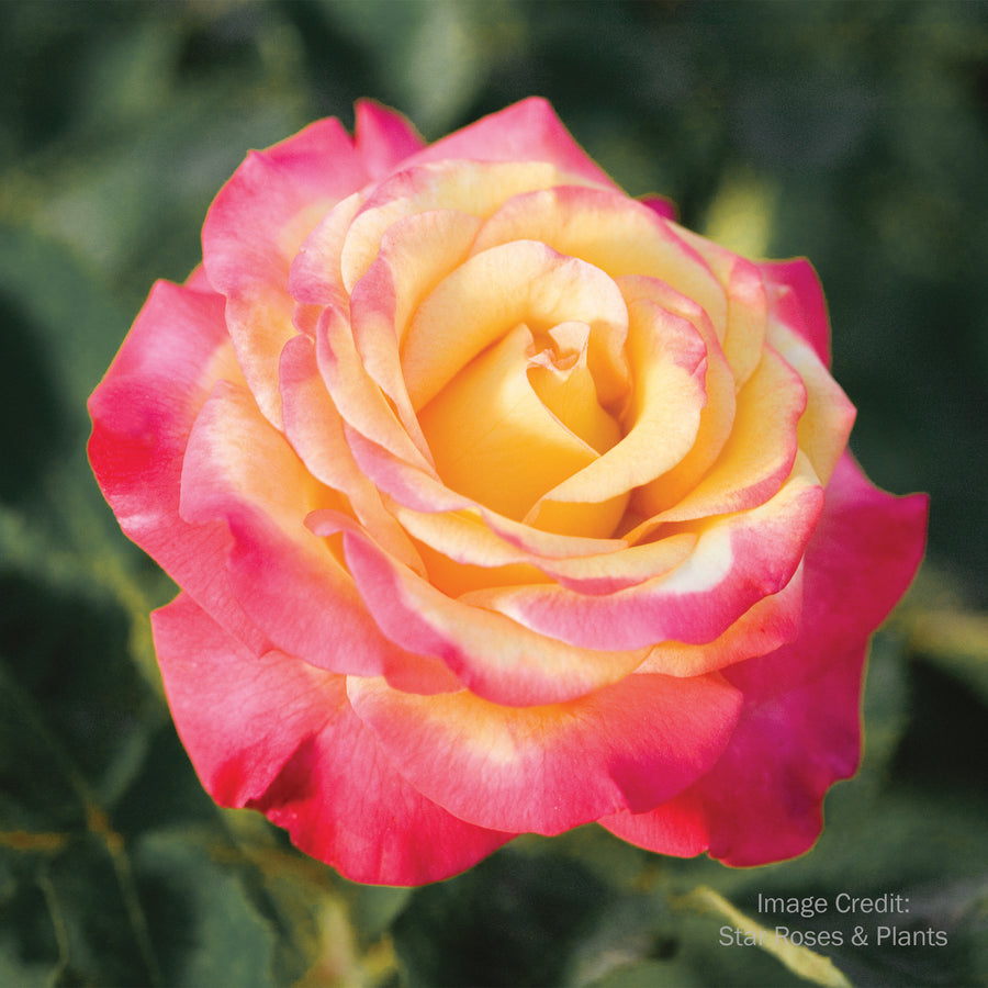 Dream Come True™ Rose
