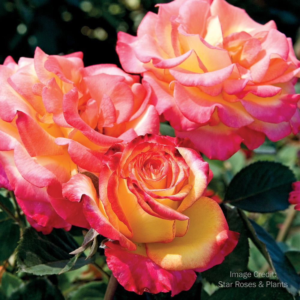 Dream Come True™ Rose