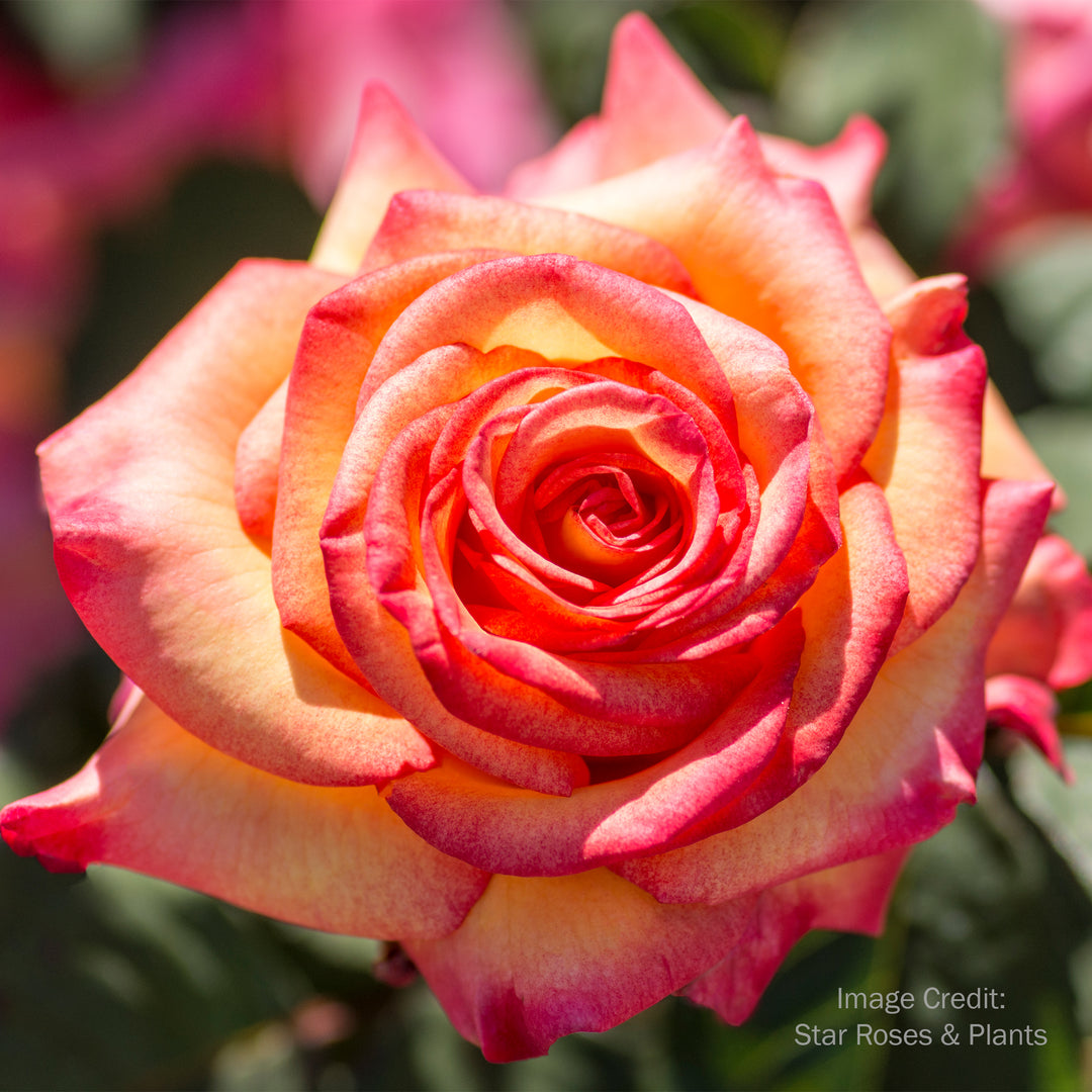 Dream Come True™ Rose