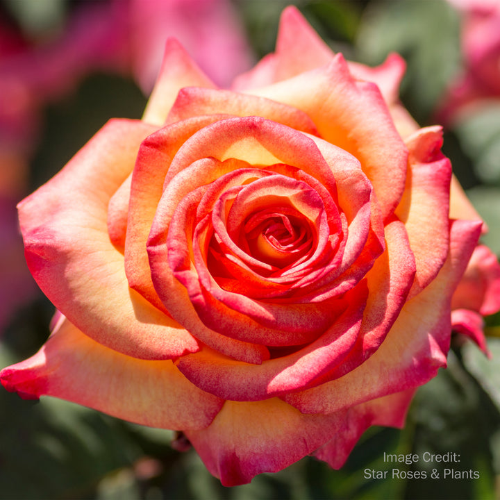 Dream Come True™ Rose