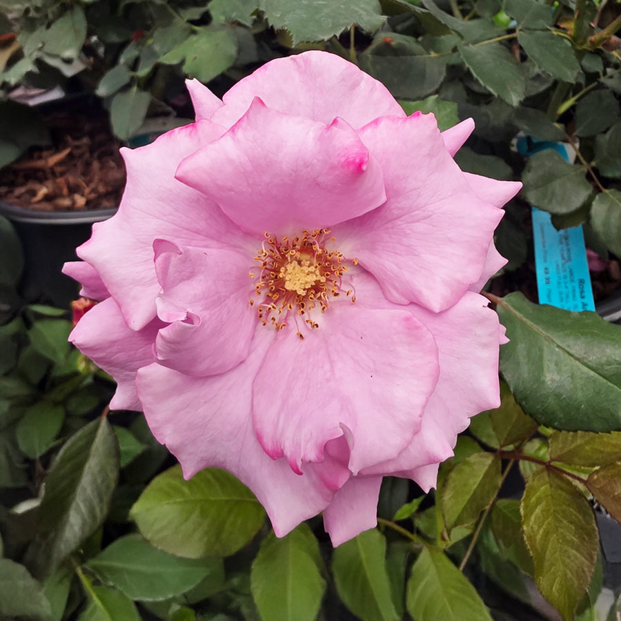 Angel Face Rose