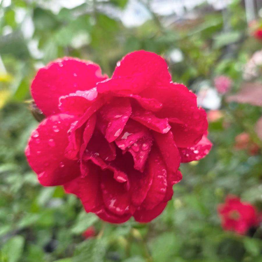 Blaze Climbing Rose