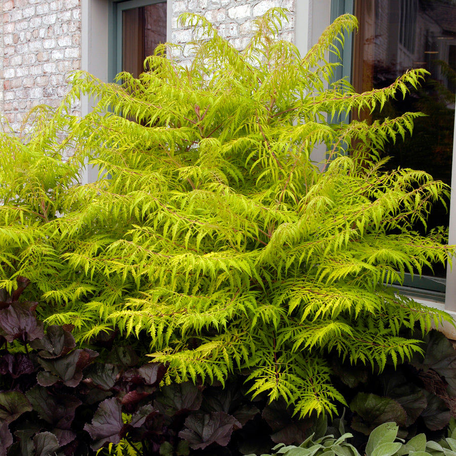 Tiger Eyes® Cutleaf Staghorn Sumac