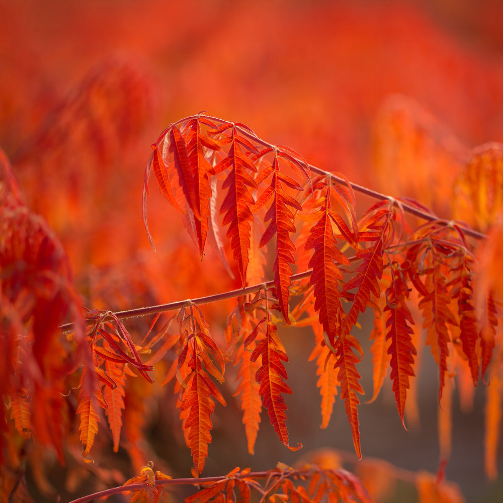 Tiger Eyes® Cutleaf Staghorn Sumac