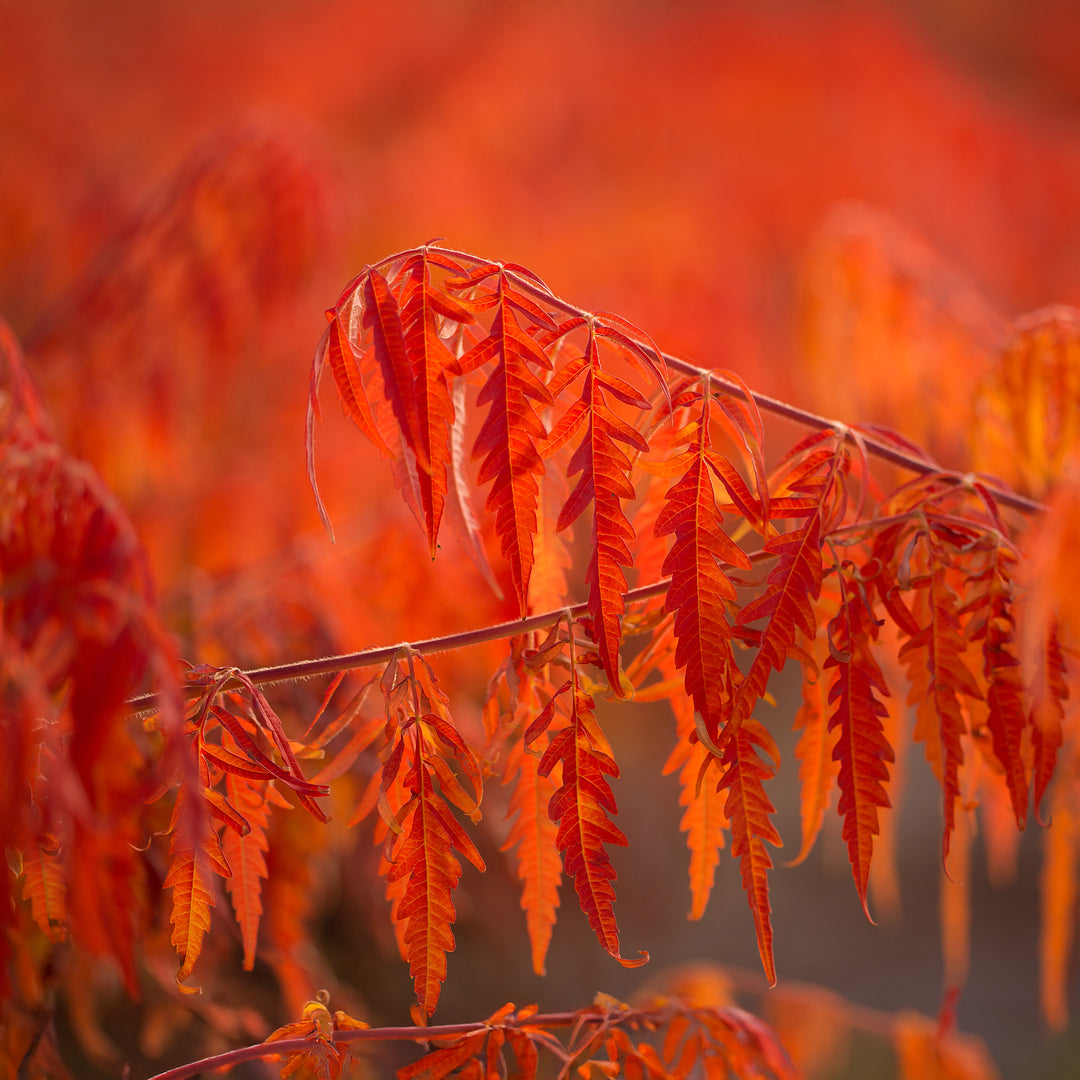 Tiger Eyes® Cutleaf Staghorn Sumac