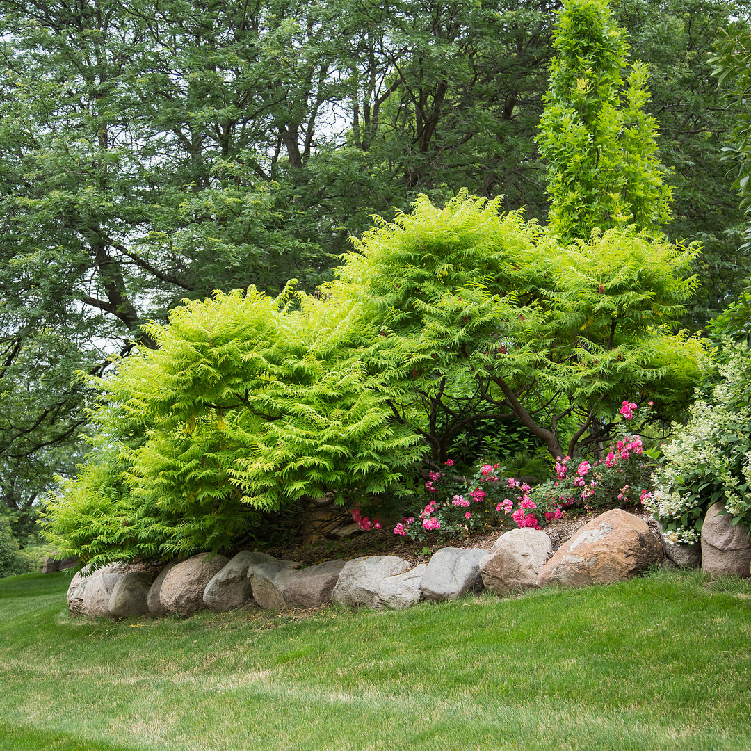 Tiger Eyes® Cutleaf Staghorn Sumac