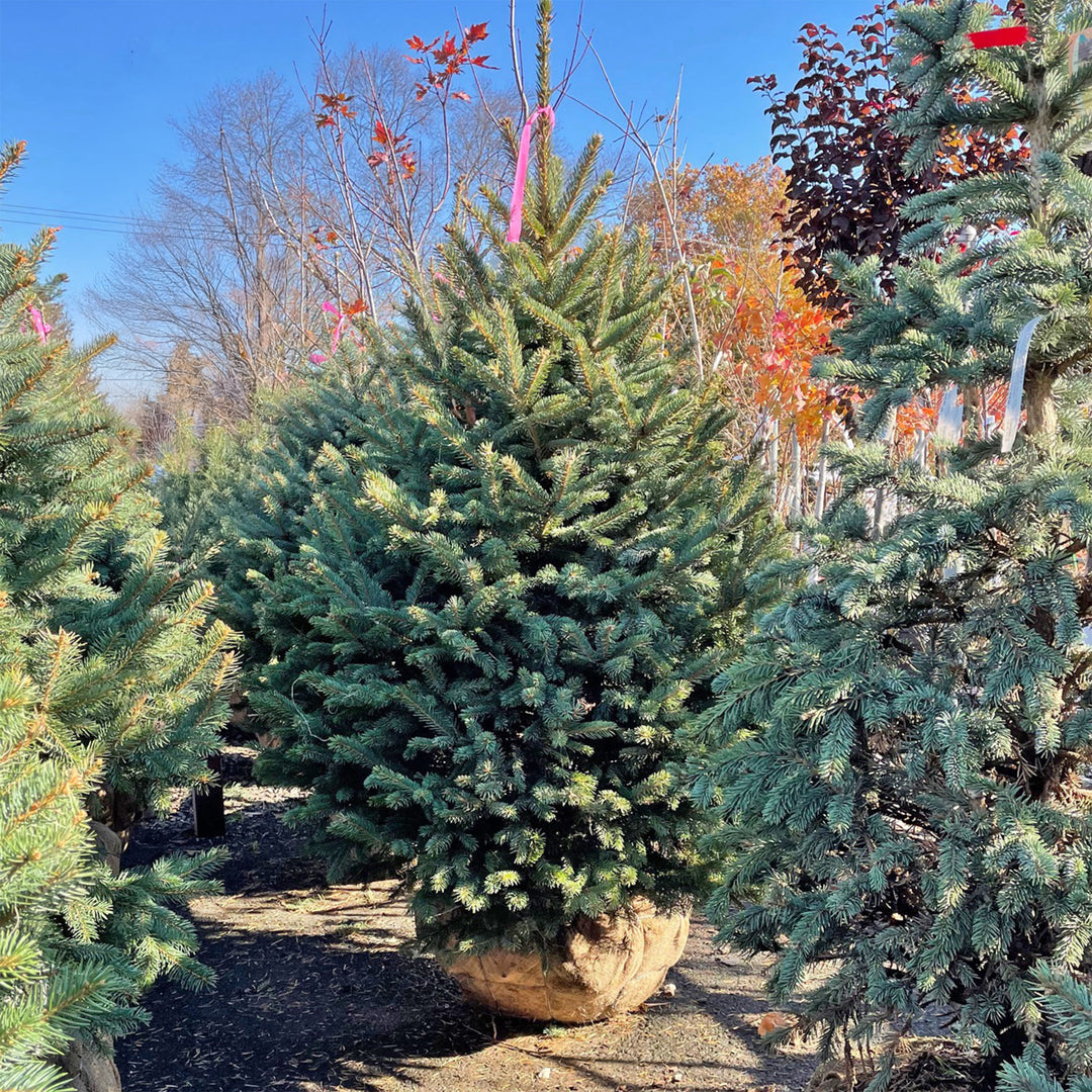 Colorado Blue Spruce
