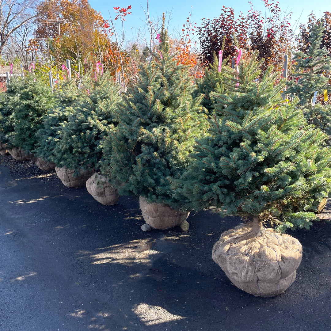 Live Christmas Trees