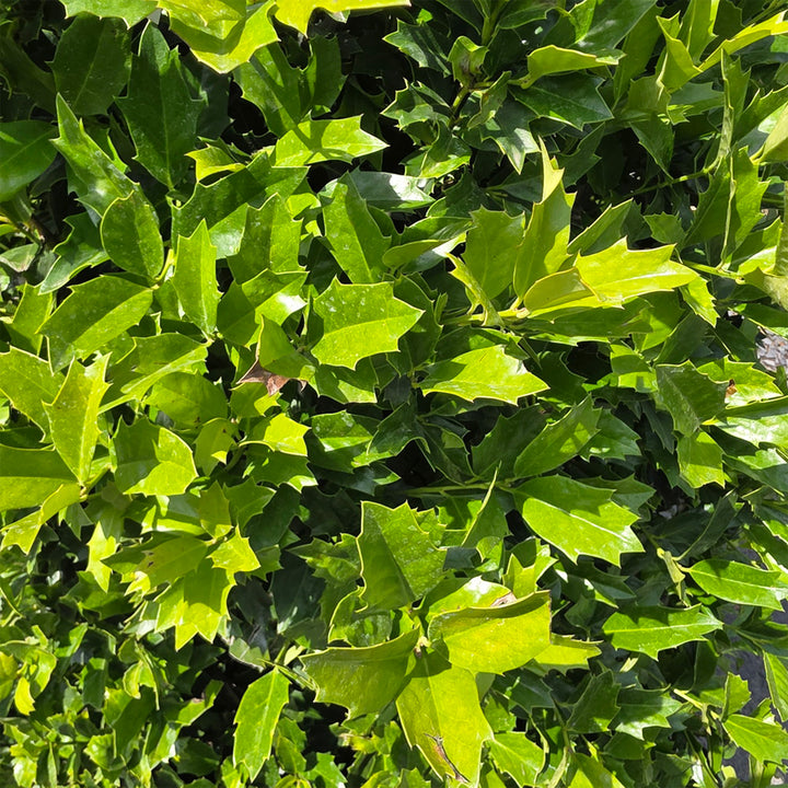 Oak Leaf™ Red Holly