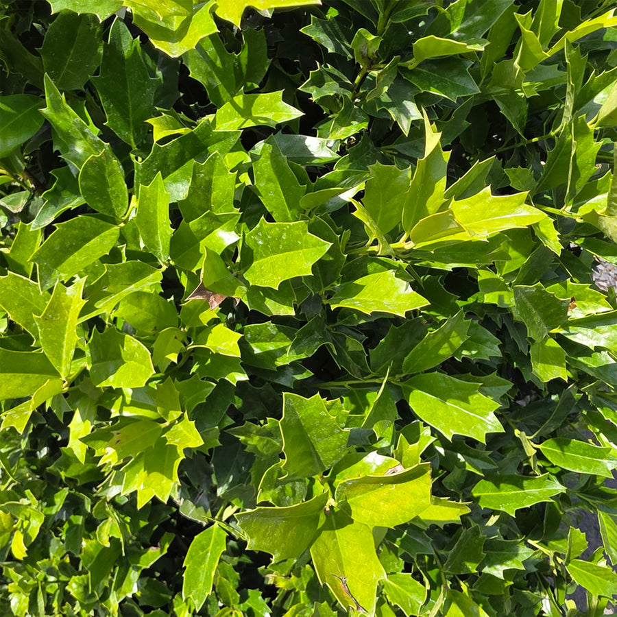 Oak Leaf™ Red Holly