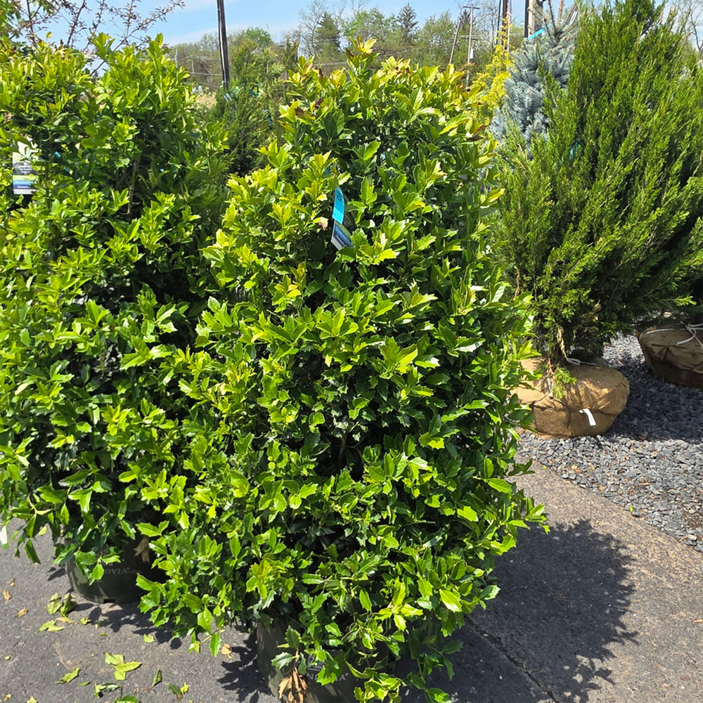 Oak Leaf™ Red Holly