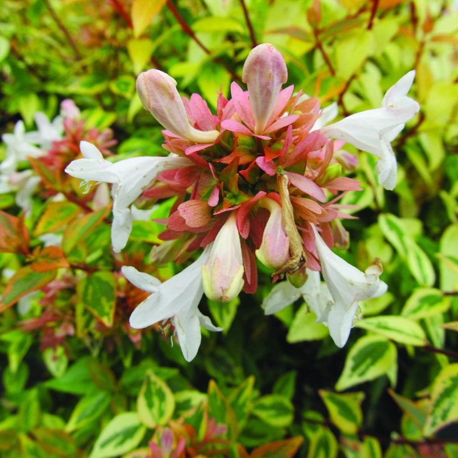 Kaleidoscope Abelia