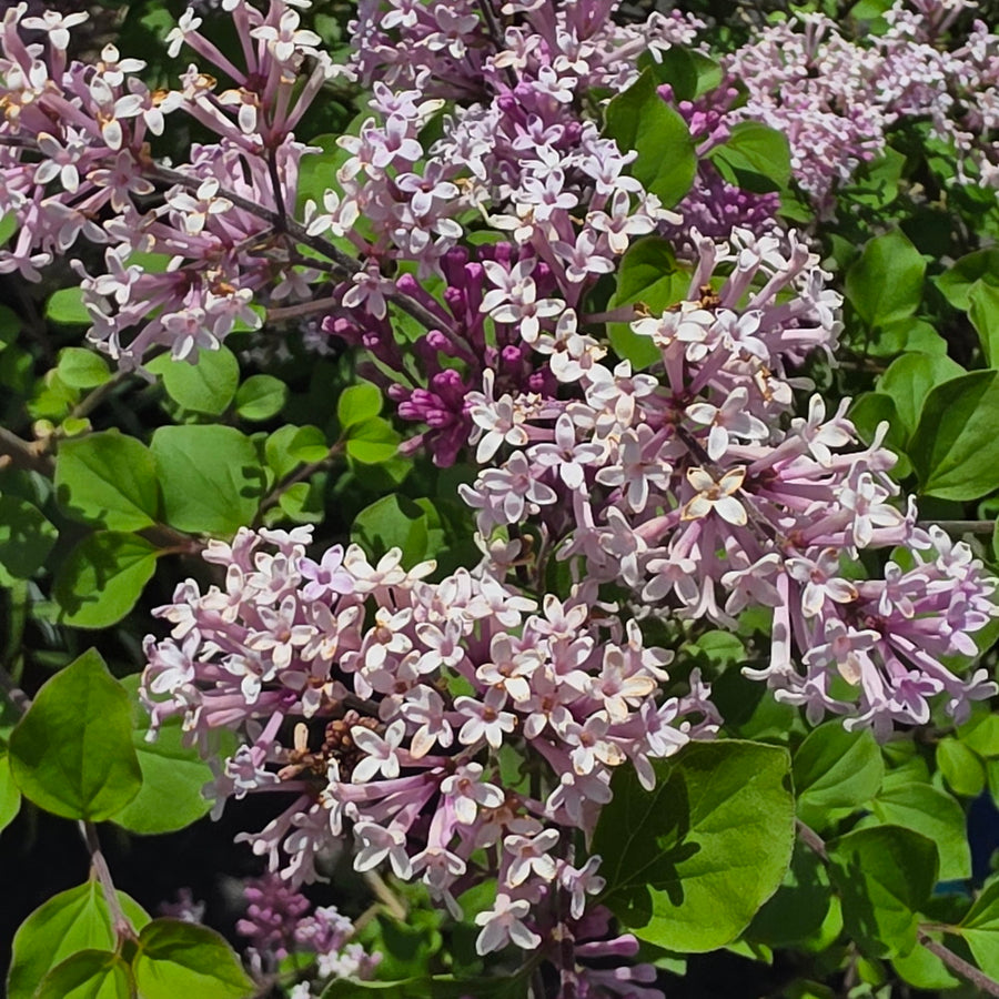 Dwarf Korean Lilac