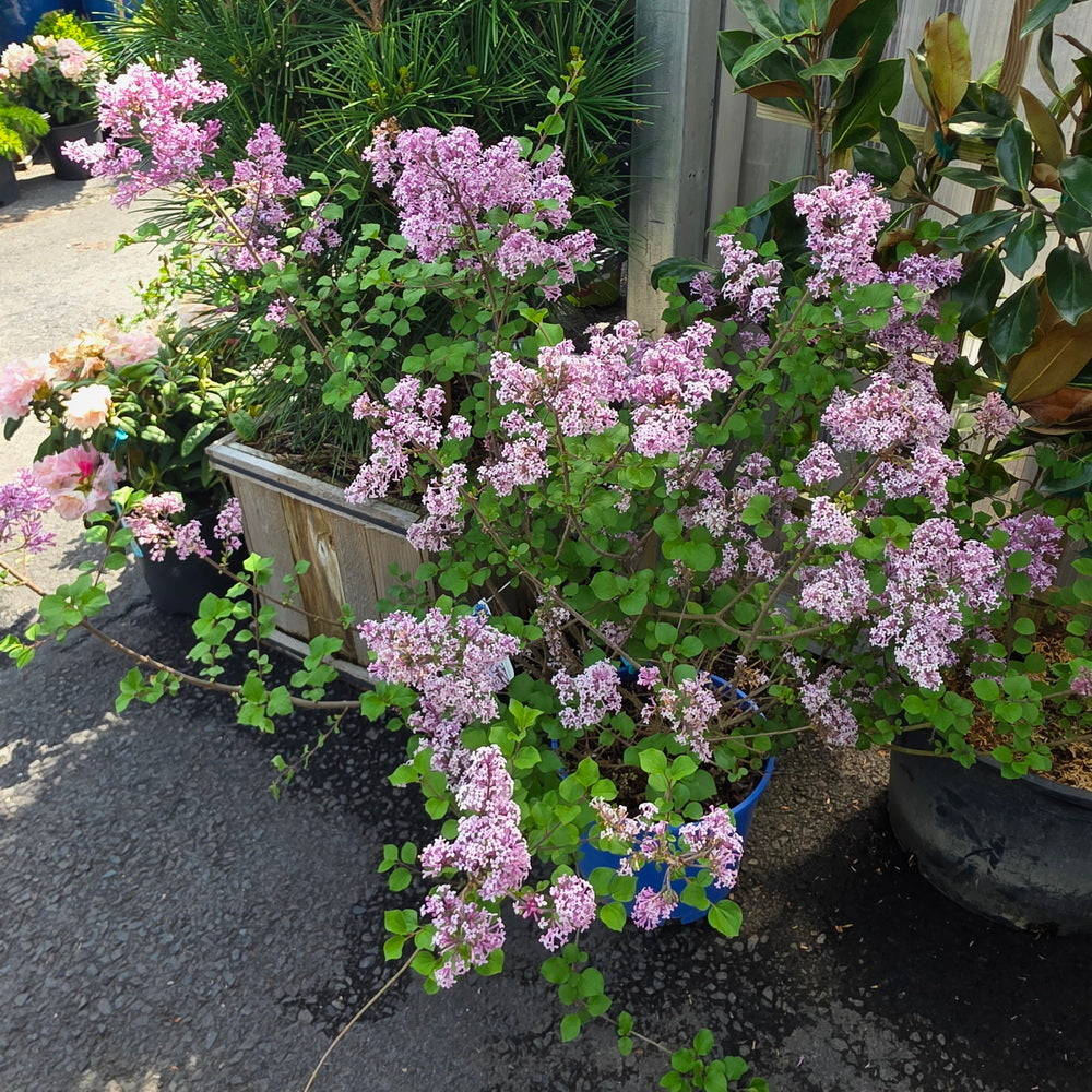 Dwarf Korean Lilac