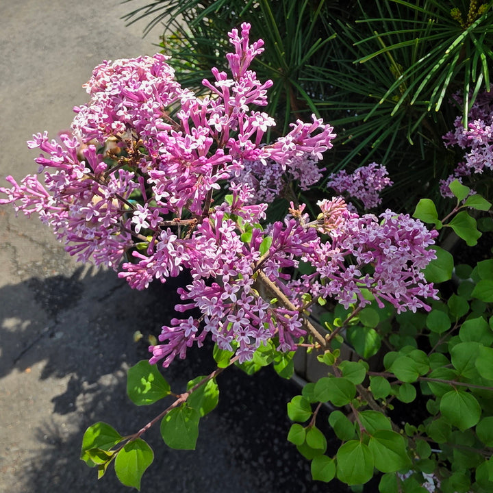 Dwarf Korean Lilac