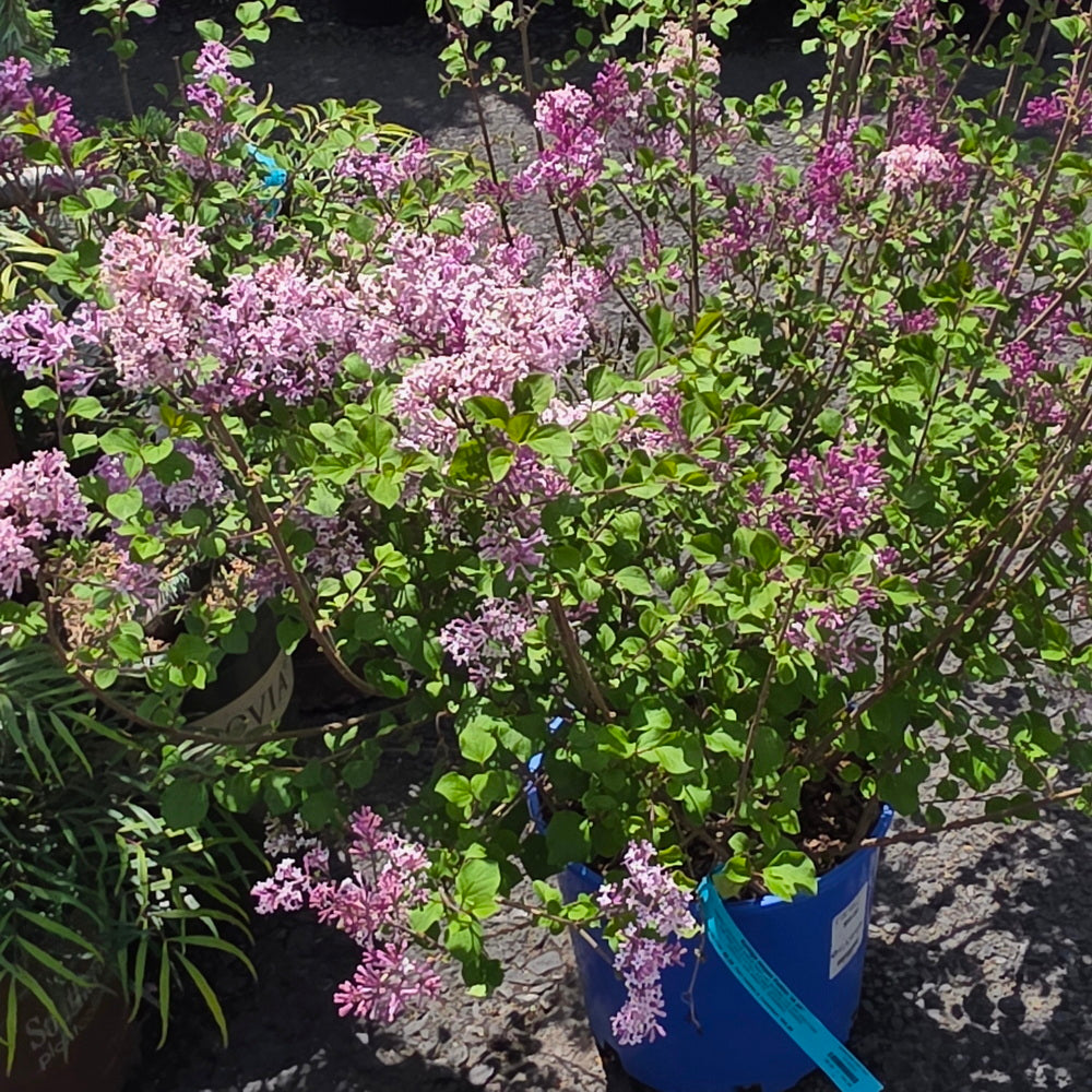 Dwarf Korean Lilac