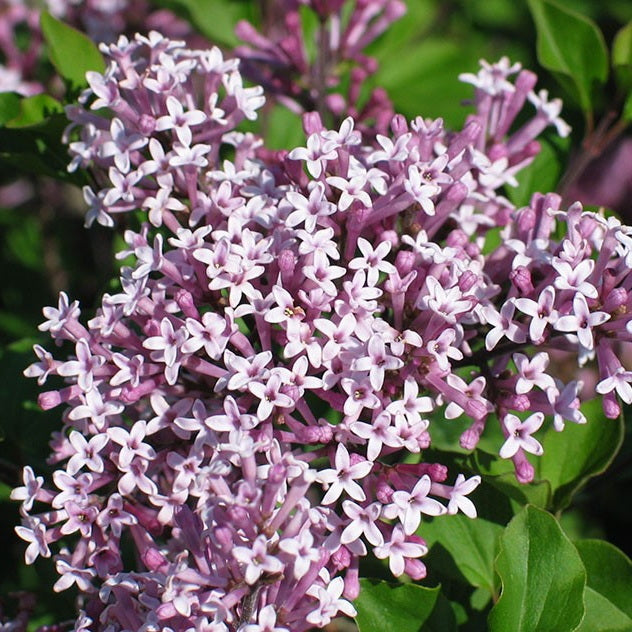 Dwarf Korean Lilac