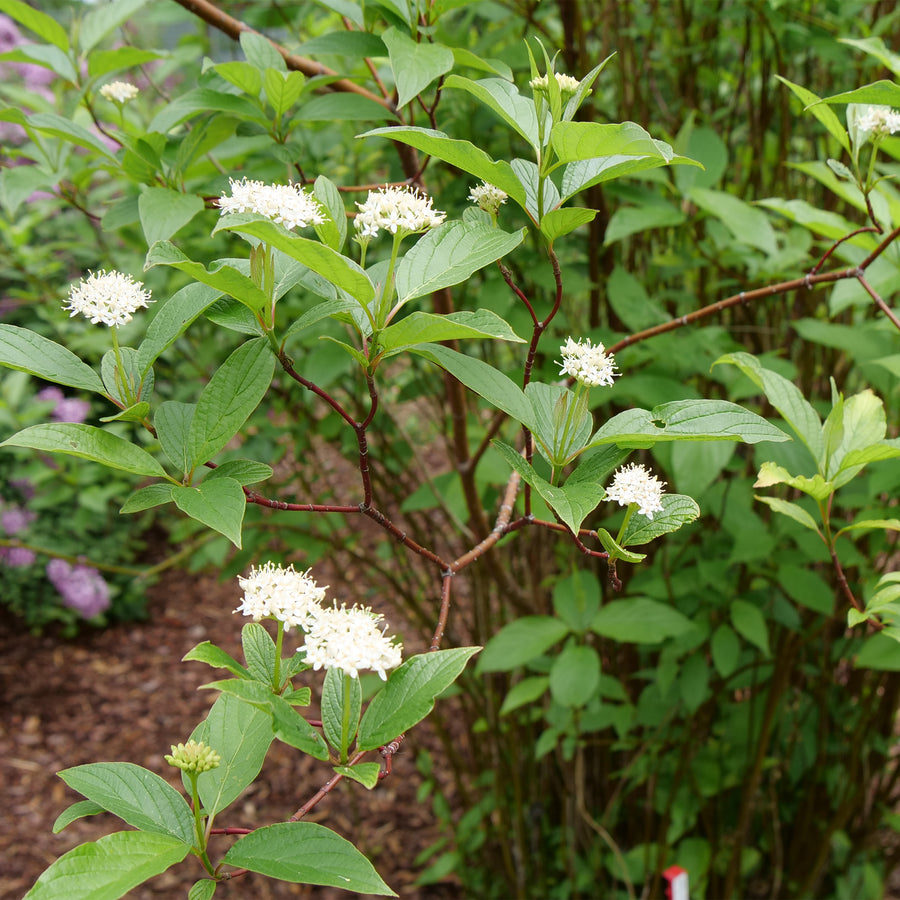 Arctic Fire® Red Red-Twig Dogwood