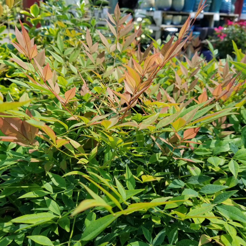 Gulf Stream Heavenly Bamboo