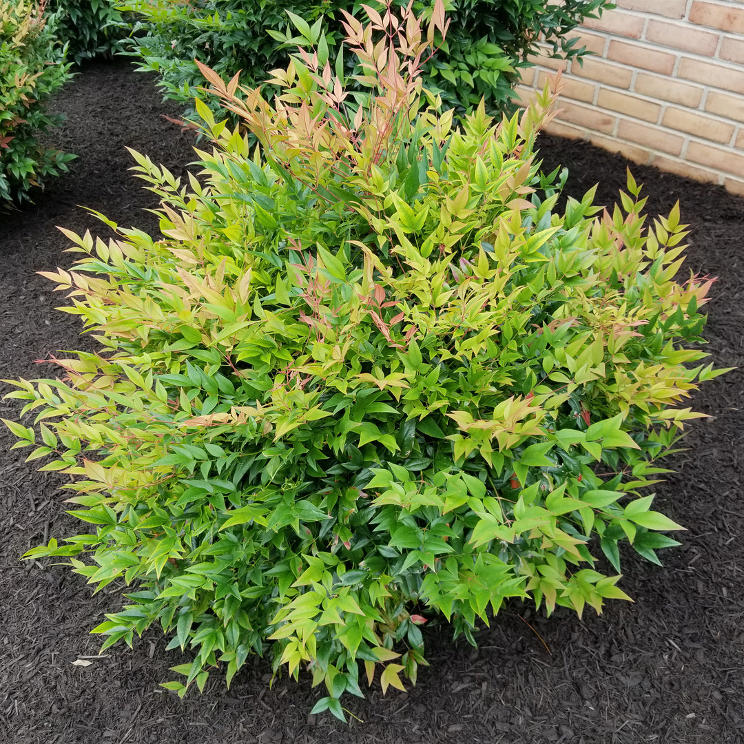 Gulf Stream Heavenly Bamboo