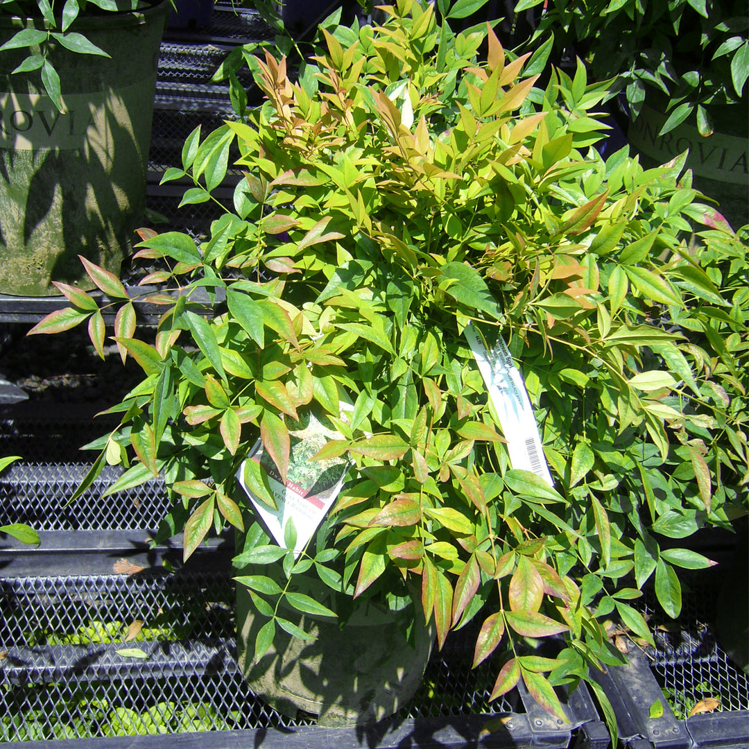 Gulf Stream Heavenly Bamboo