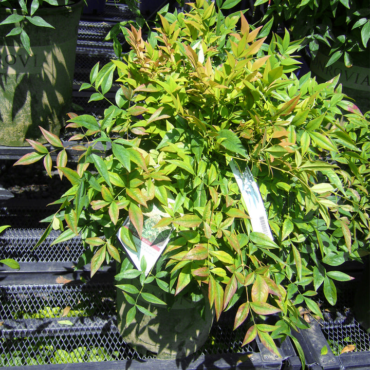 Gulf Stream Heavenly Bamboo