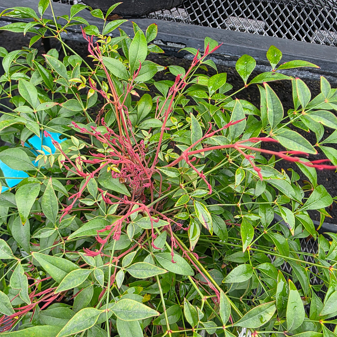 Gulf Stream Heavenly Bamboo