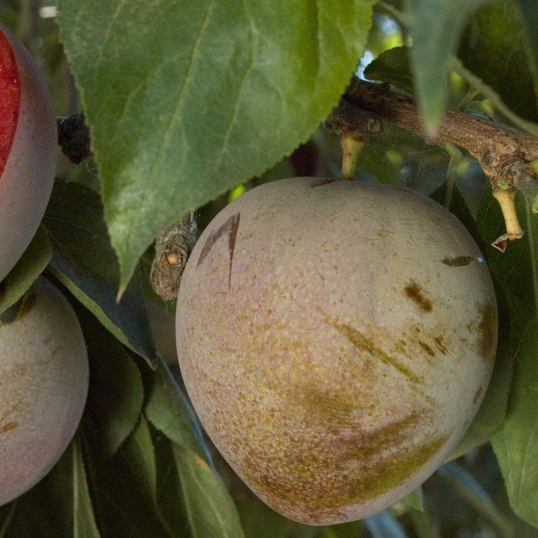 Elephant Heart Plum