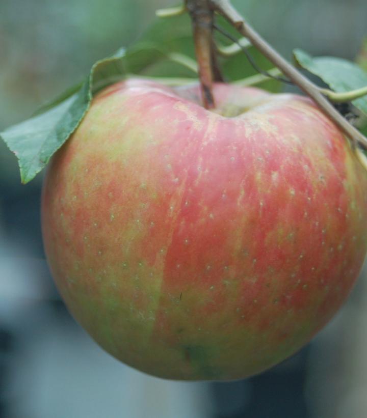 Gala Apple