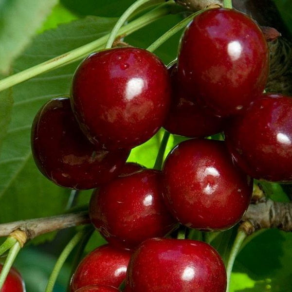 Bing Cherry