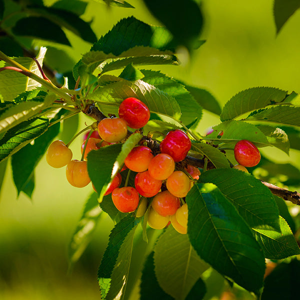 Rainier Cherry