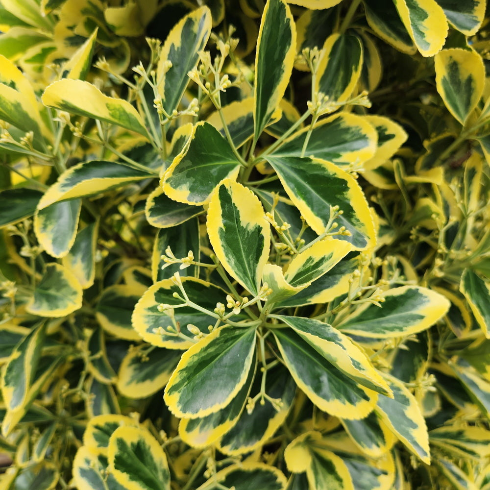 Variegated Japanese Euonymus - Pyramidal