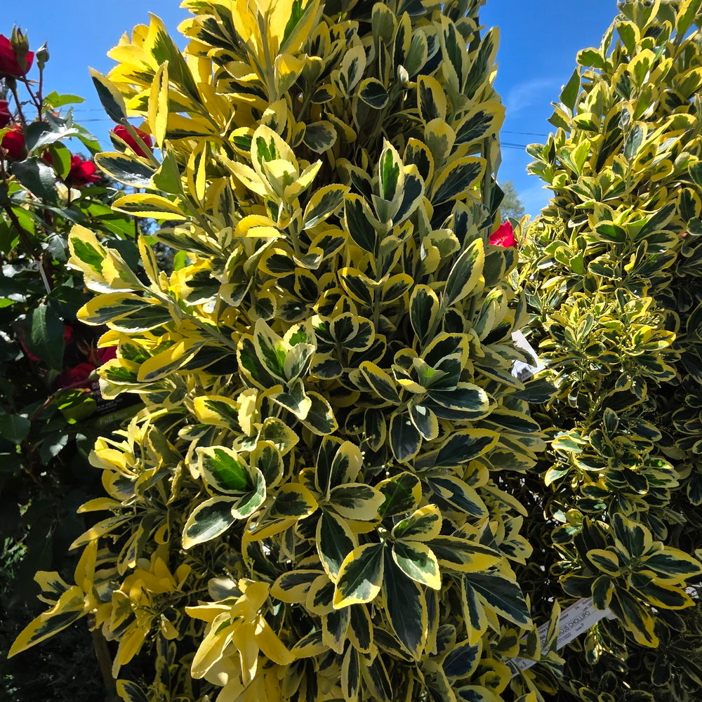 Variegated Japanese Euonymus - Pyramidal – Gasper Home & Garden