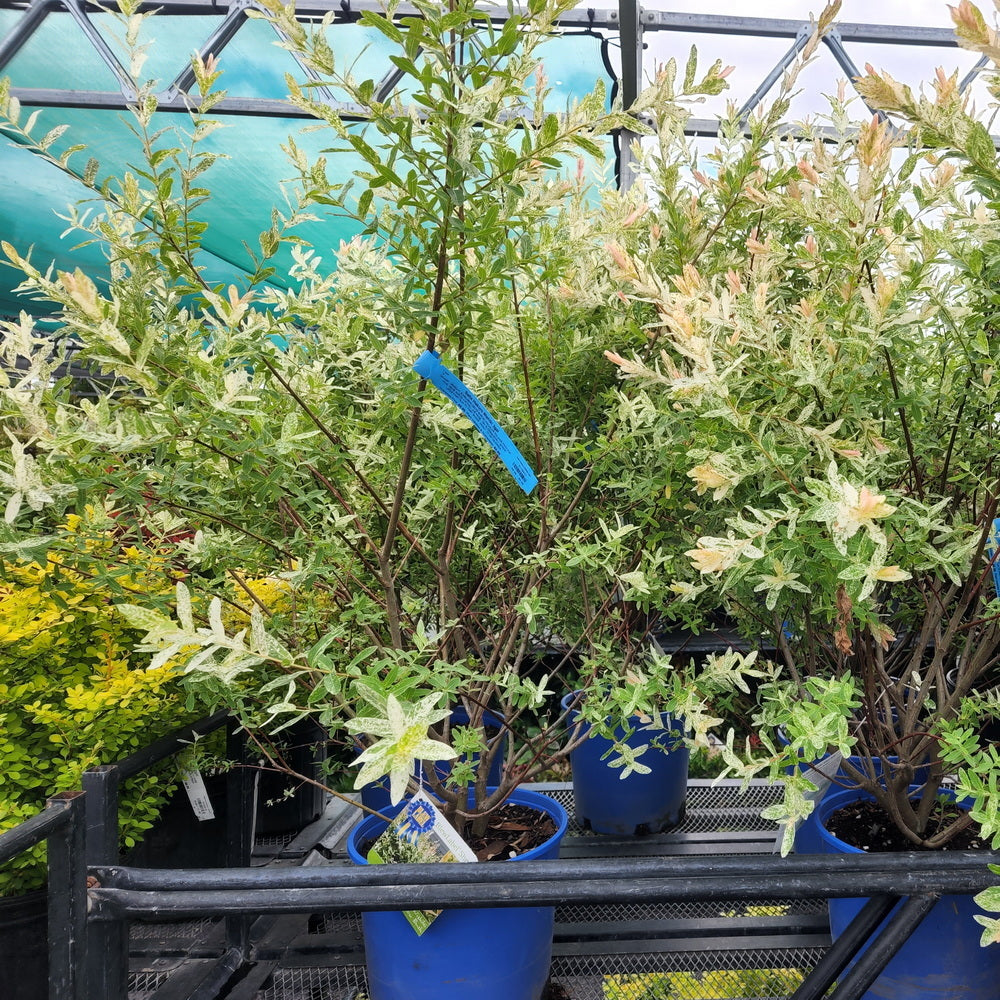 Japanese Dappled Willow
