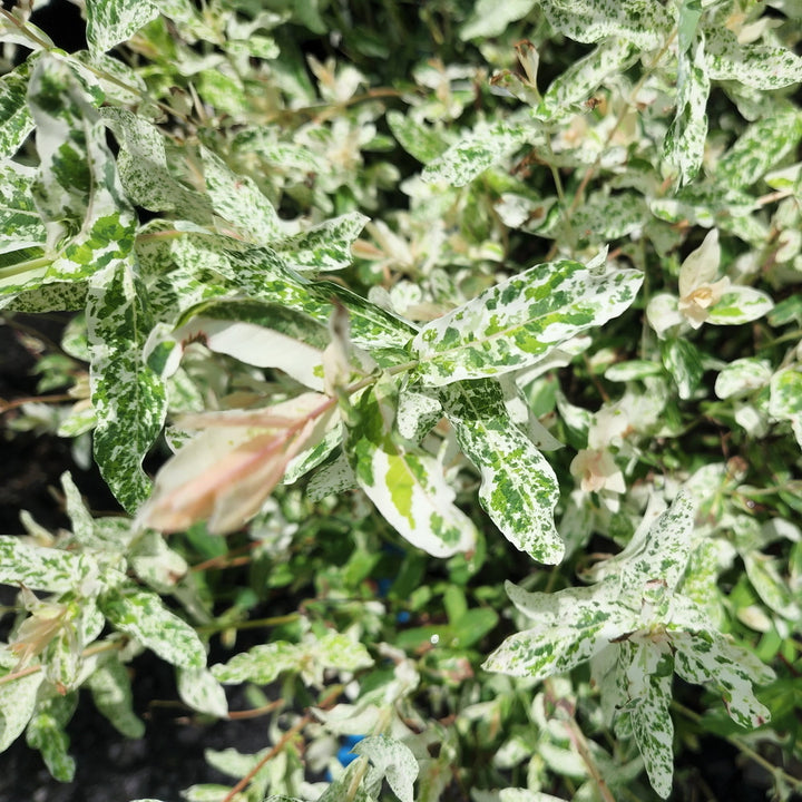 Japanese Dappled Willow