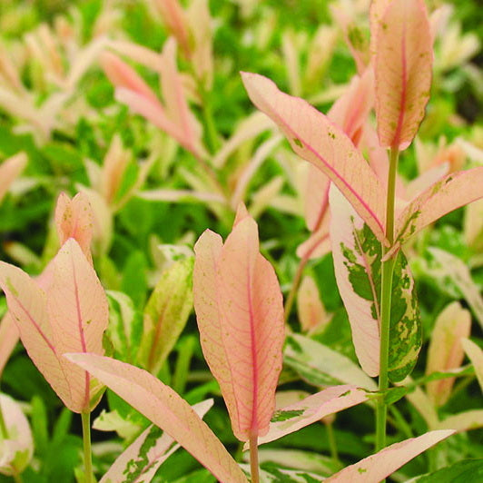 Japanese Dappled Willow