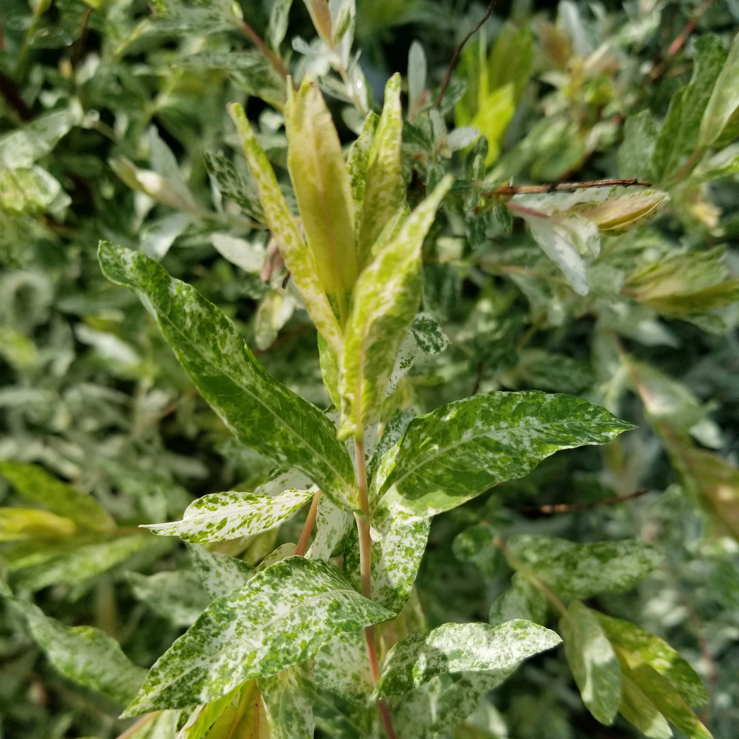 Japanese Dappled Willow