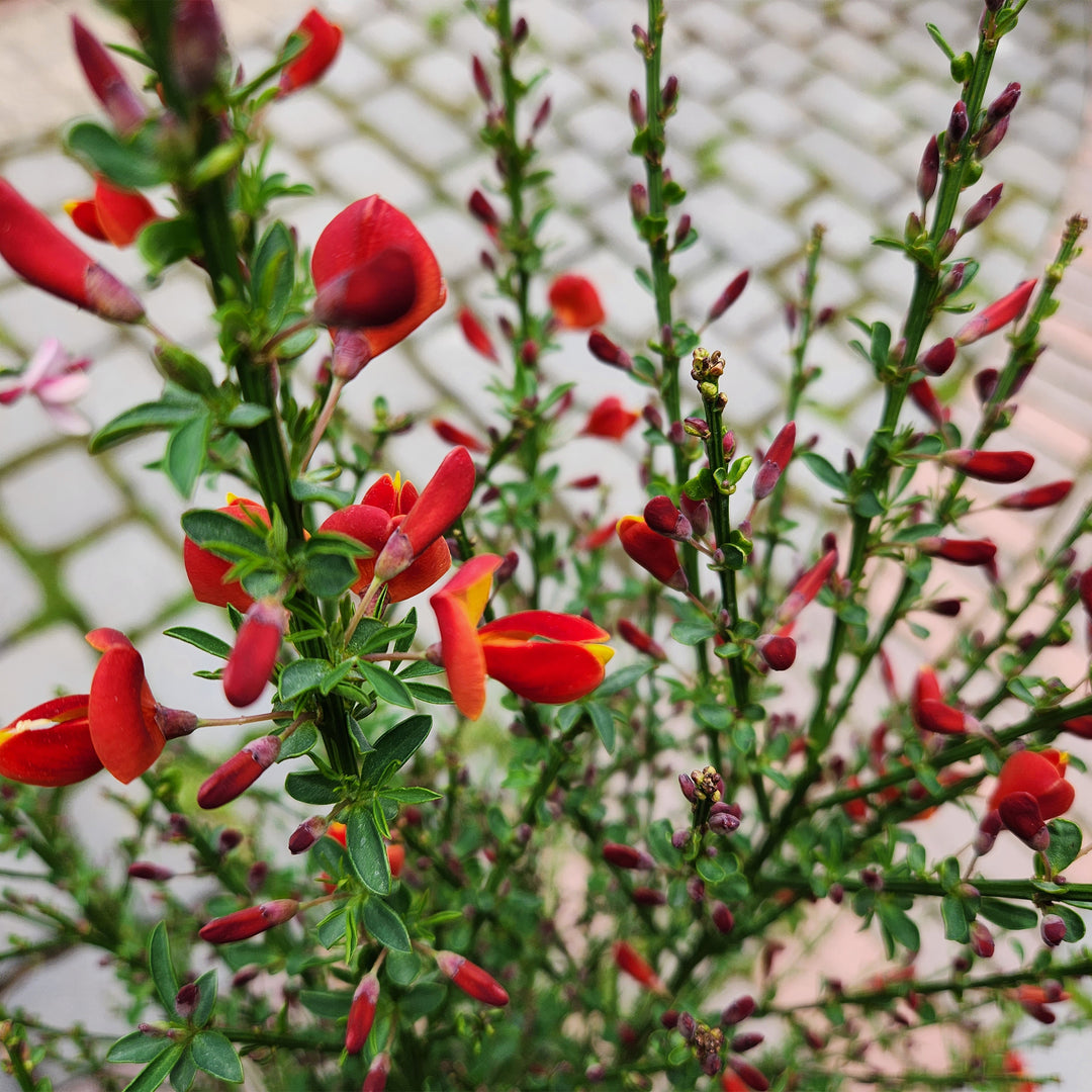 Lena Scotch Broom