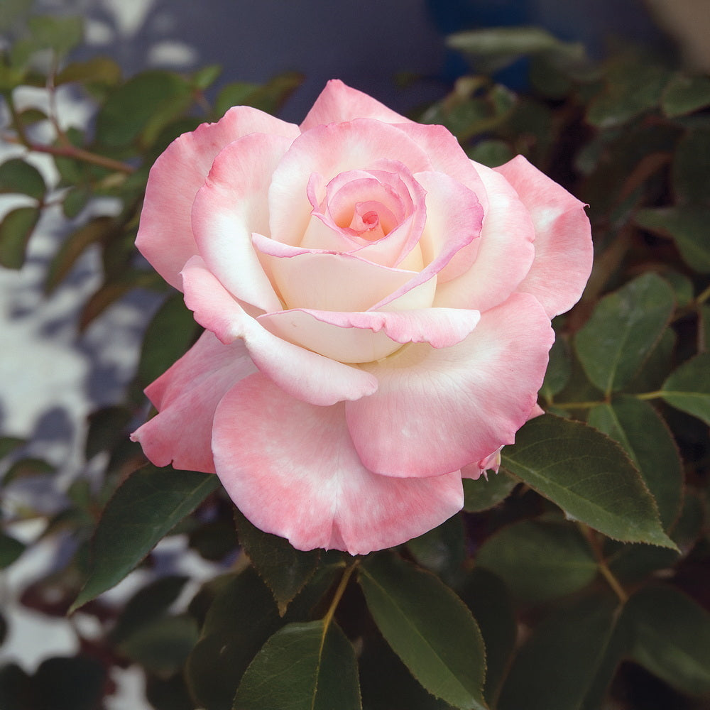 Secret™ Rose