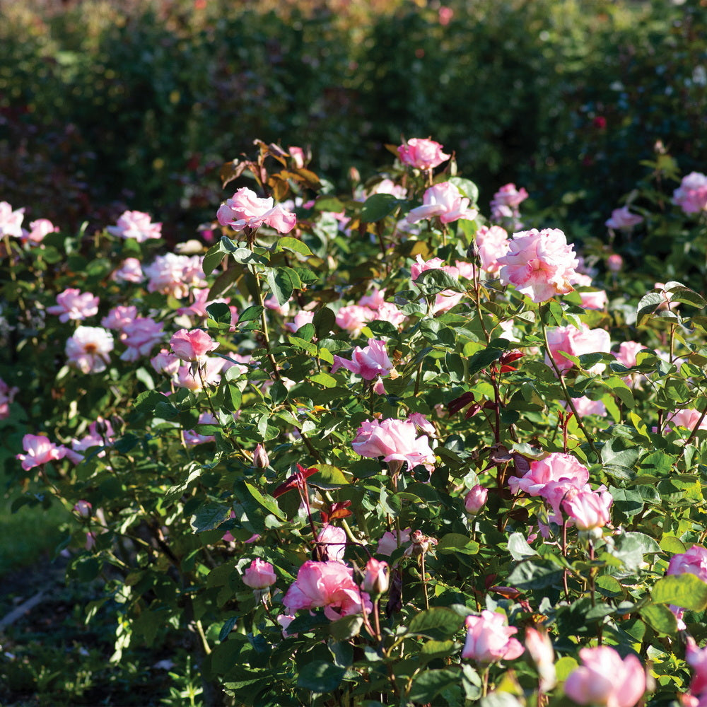 Secret™ Rose